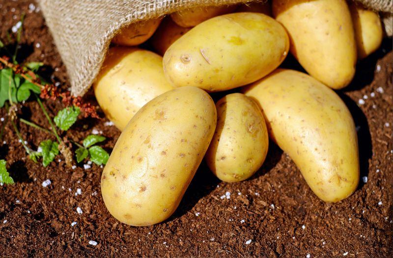  La meilleure période pour planter les pommes de terre avec la lune